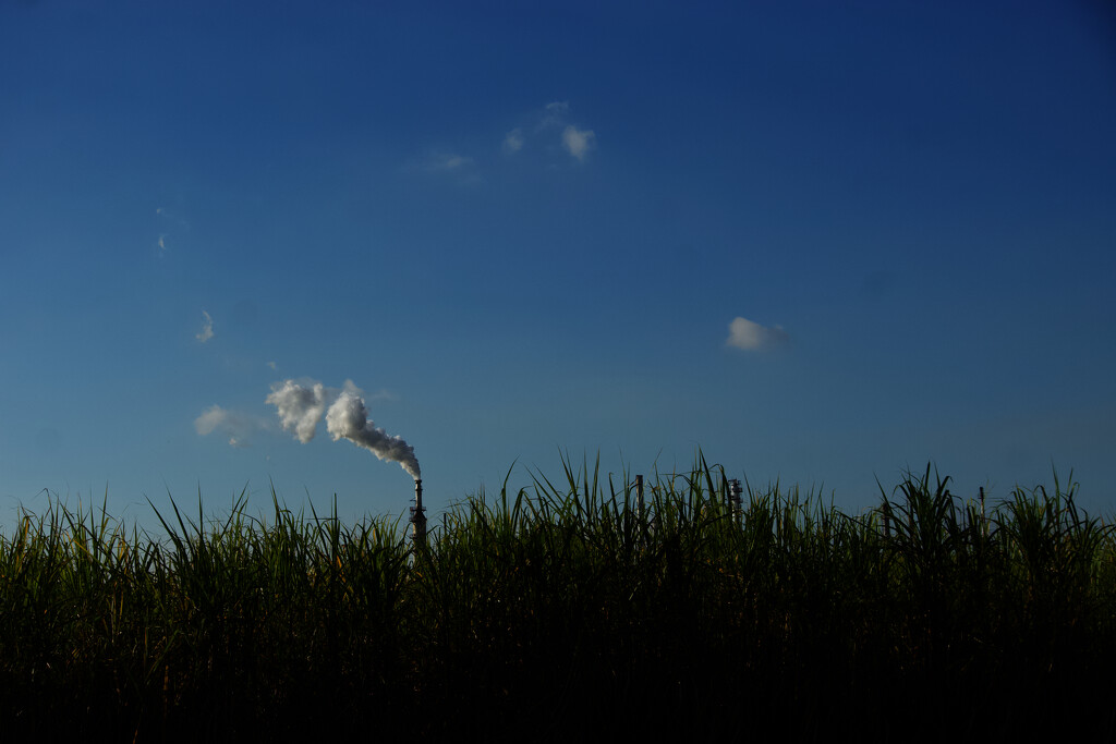 Sugar cane and an oil refinery. by eudora