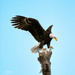 Early morning Bald Eagle by photographycrazy
