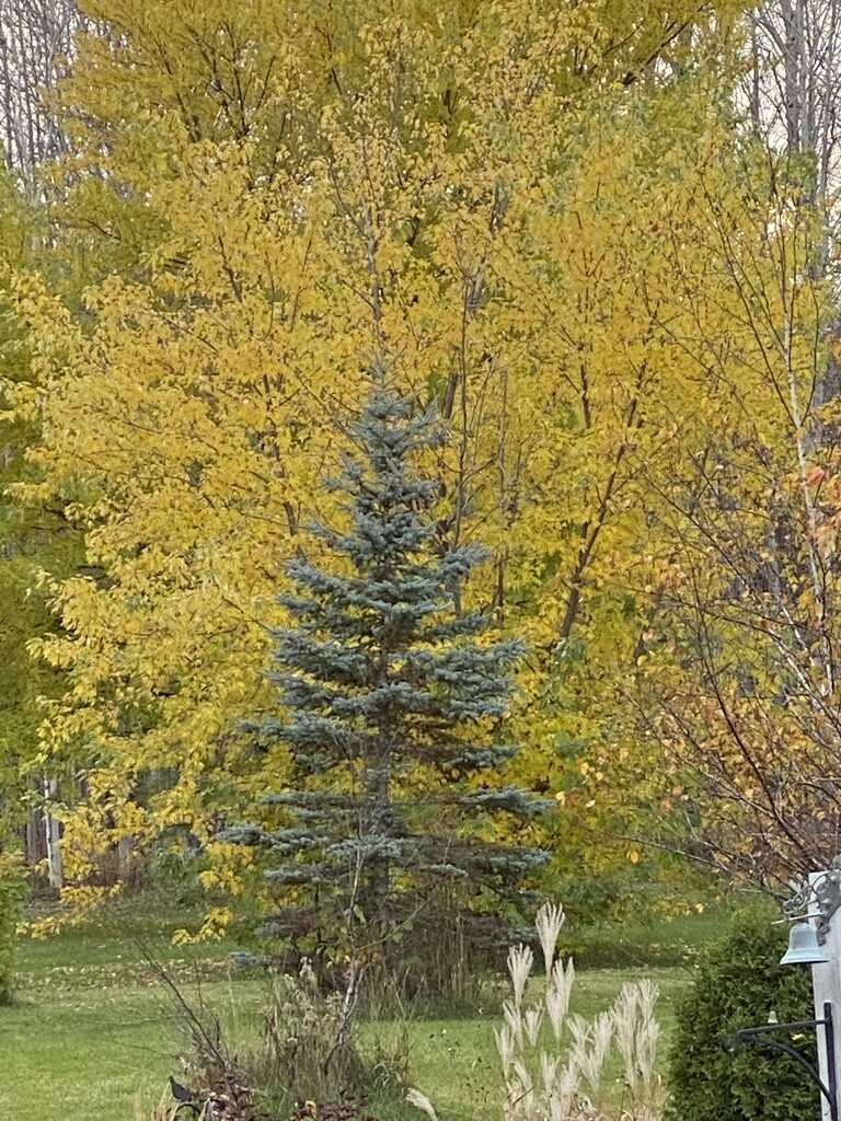 Backyard Fall Colours  by radiogirl