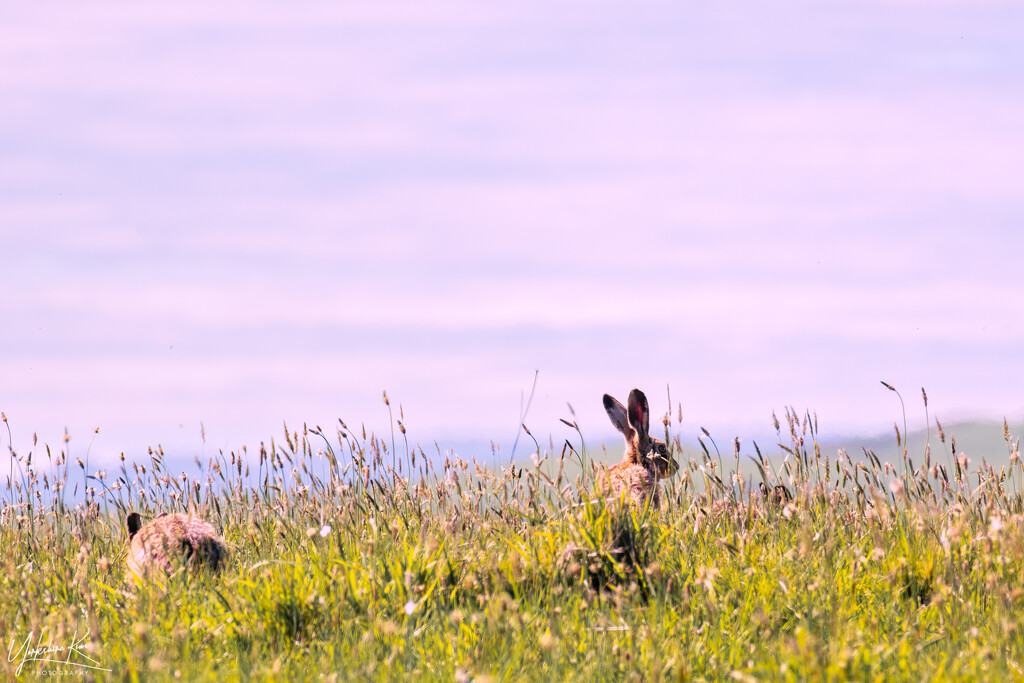 Hares Hiding by yorkshirekiwi