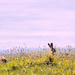 Hares Hiding by yorkshirekiwi