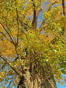 9th Nov 2021 - Autumn in the tree. 