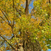 Autumn in the tree.  by cocobella