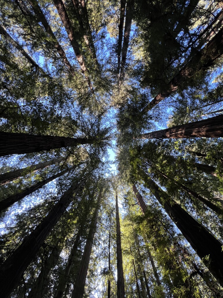 Redwood forest canopy  by shookchung