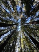 7th Nov 2021 - Redwood forest canopy 