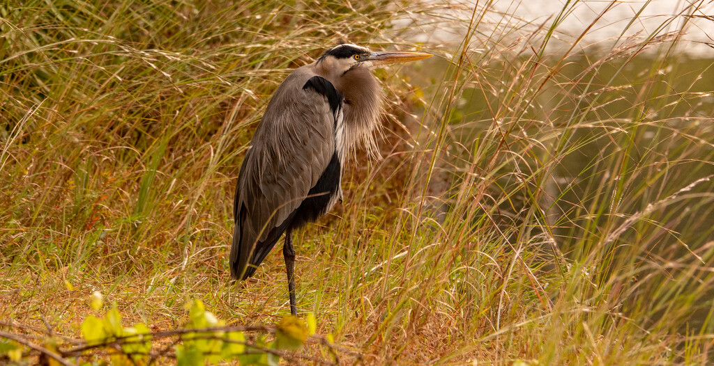 The "Old Man" Blue Heron was Back Today! by rickster549