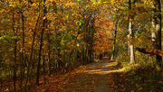 7th Nov 2021 - Fall Color on the Walking Trail