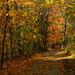 Fall Color on the Walking Trail by milaniet