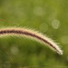 Fountain Grass and Dew by genealogygenie