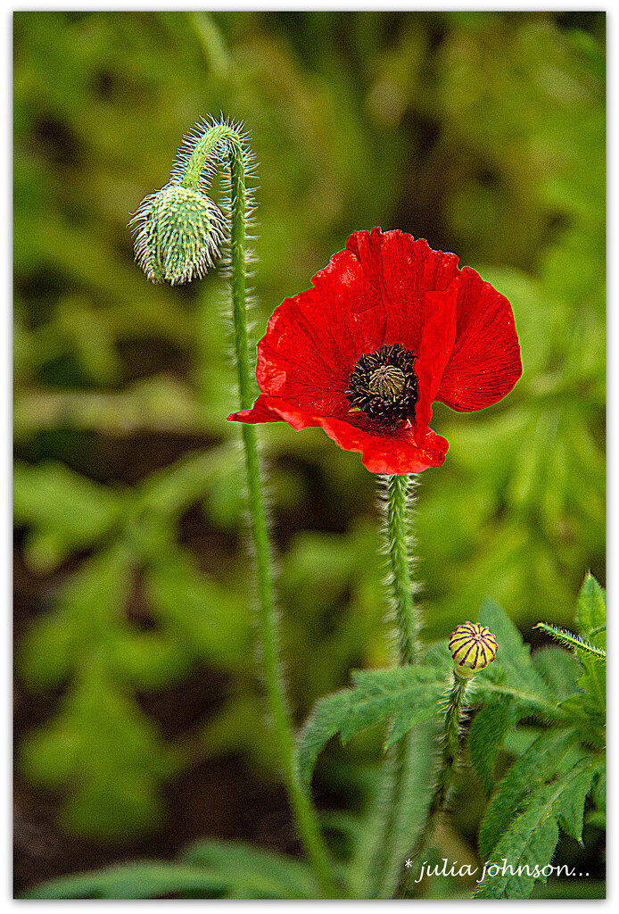 3 Stages of the Soldier Poppies.. by julzmaioro