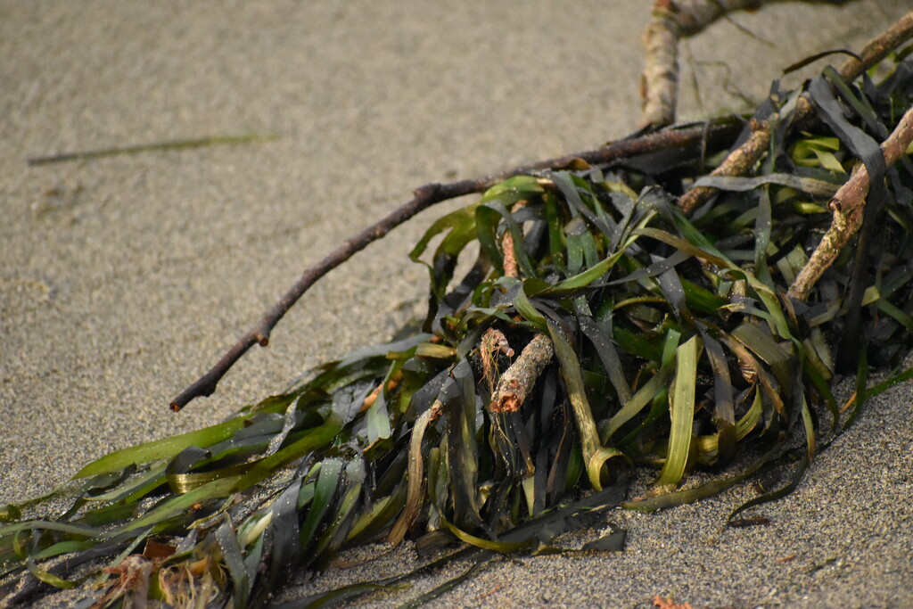 Just Seaweed by midge