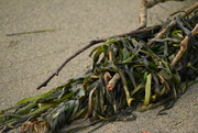 23rd Oct 2021 - Just Seaweed