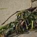Just Seaweed by midge