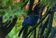 25th Oct 2021 - Stellers Jay