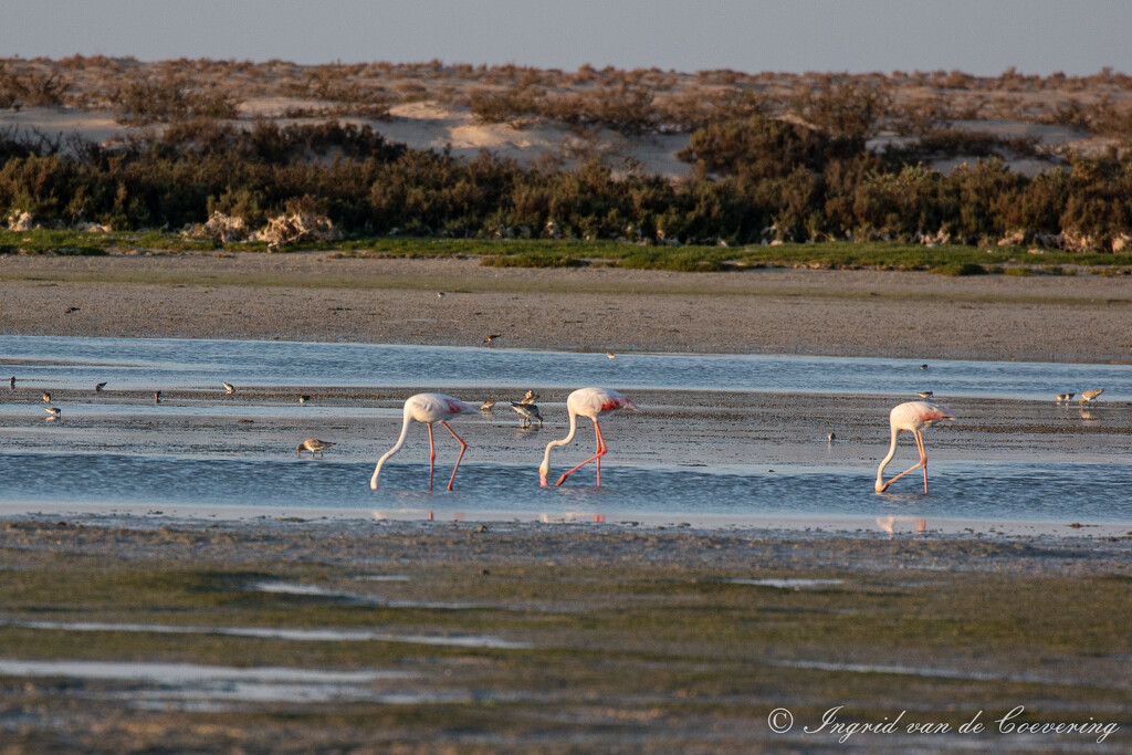 Flamingos by ingrid01