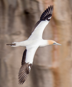 13th Oct 2021 - Another Gannet swooping by 
