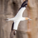 Another Gannet swooping by  by creative_shots