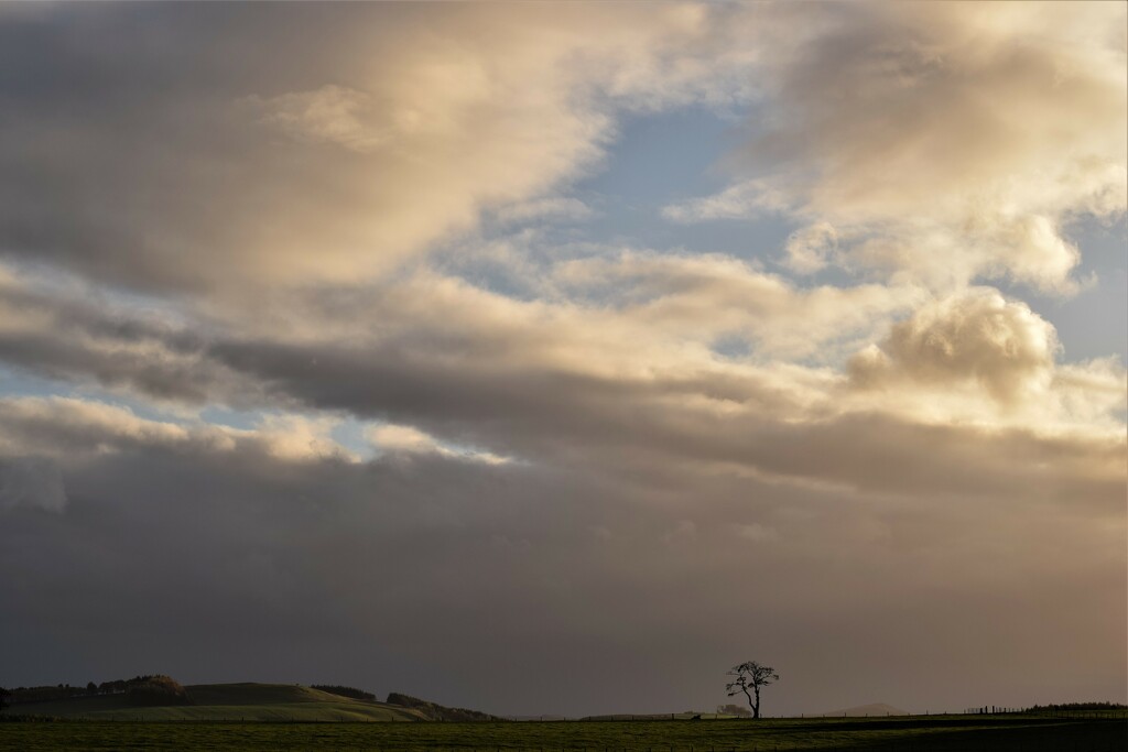 tree and sky by christophercox