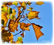 8th Nov 2021 - Autumn Leaves And Blue Sky