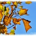 Autumn Leaves And Blue Sky by carolmw