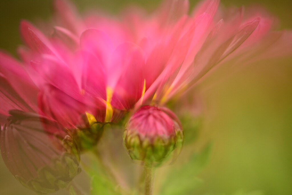 Chrysanthemum and bud....... by ziggy77