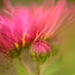 Chrysanthemum and bud....... by ziggy77