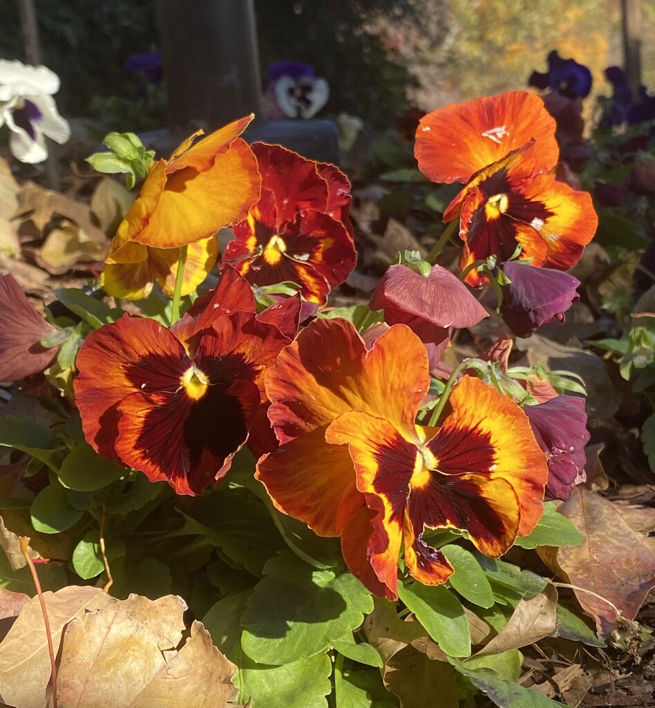 Pansies in the Morning Sun by calm