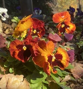 7th Nov 2021 - Pansies in the Morning Sun