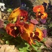 Pansies in the Morning Sun by calm