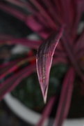 7th Nov 2021 - Red Cordyline leaf