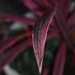 Red Cordyline leaf by 365anne