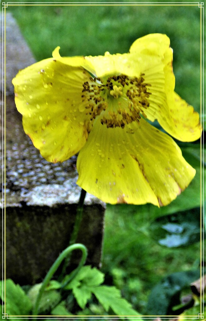 Welsh Poppy by beryl