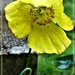 Welsh Poppy by beryl