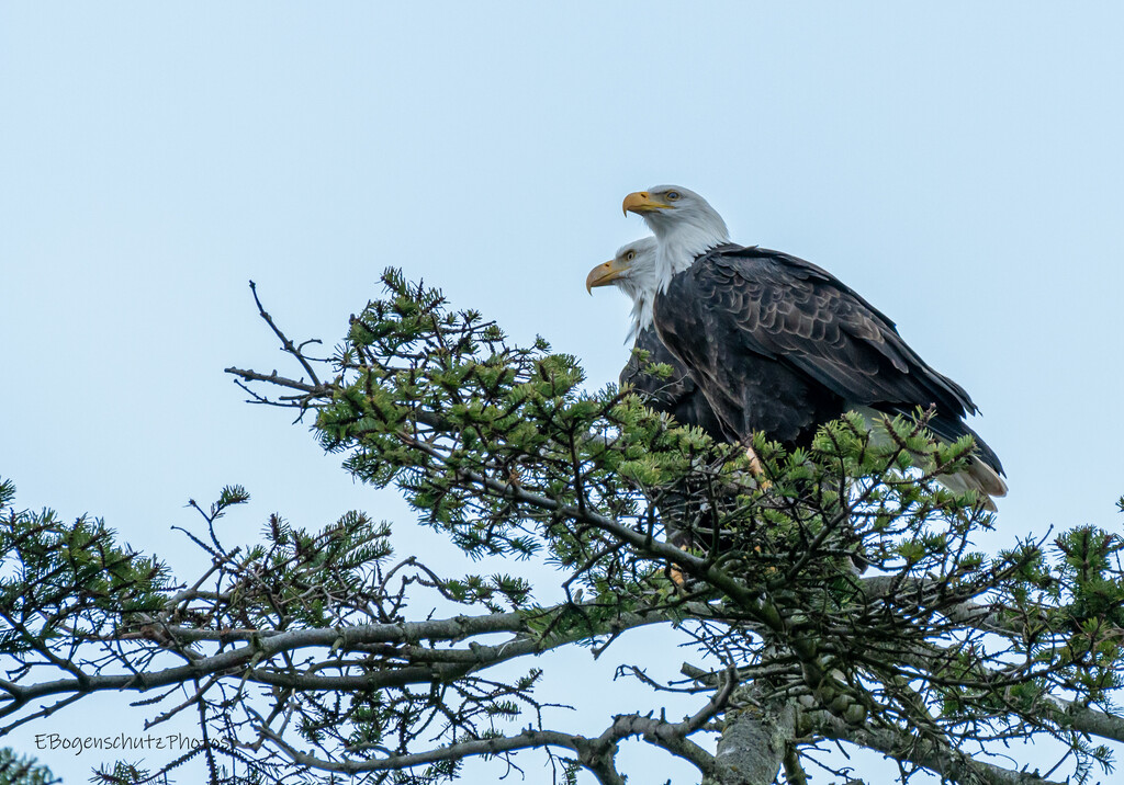 Mr. and Mrs. Bald Eagle by theredcamera