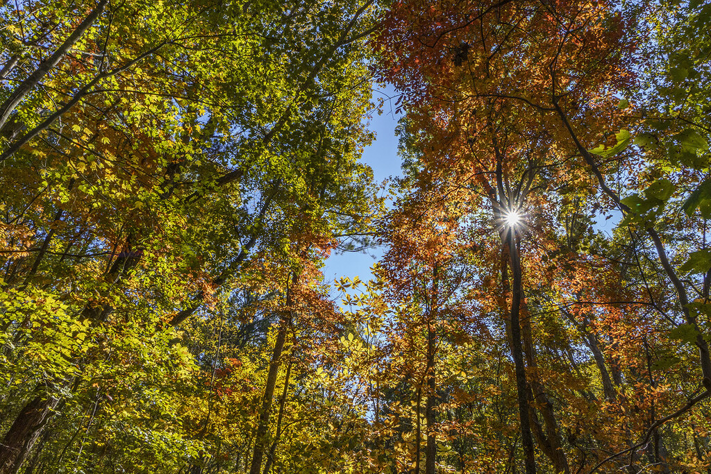 Fall on Vineyard Mountain by k9photo