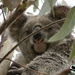 she's rather lovely by koalagardens