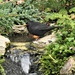Mr Blackbird  by susiemc