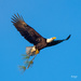Eagle flight by photographycrazy