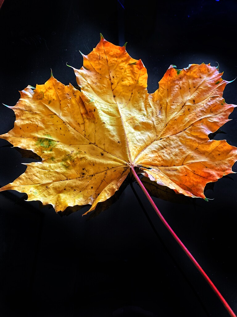 Golden leaf by caterina
