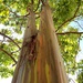 Rainbow Eucalyptus by mariaostrowski