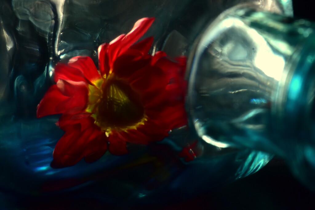 Flower in a Bottle by jayberg