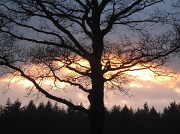 21st Jan 2011 - Tree