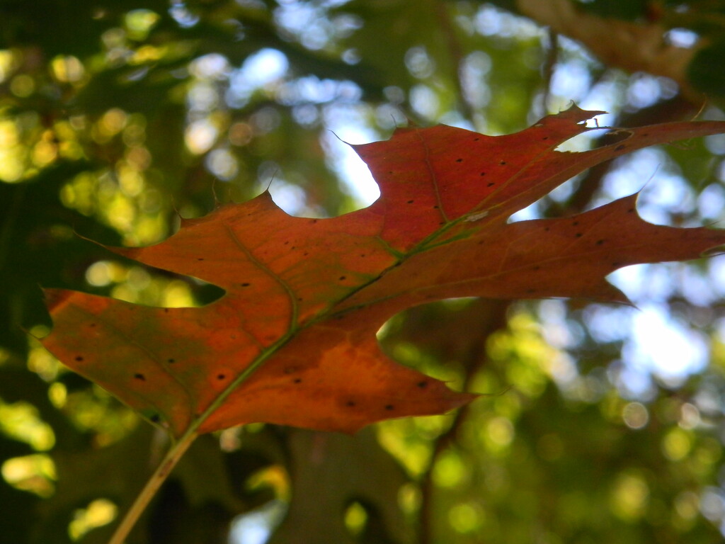 Oak Leaf in Backyard by sfeldphotos