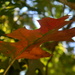 Oak Leaf in Backyard by sfeldphotos