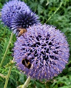 5th Nov 2021 - Blues and globes and bees
