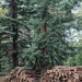 The log pile..,the Forestry Commission have done a lot of clearing in our local woods. by yorkshirelady