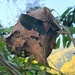 Green Ants Nest by leestevo
