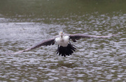 19th Oct 2021 - Pied Shag taking off from Heritage park