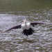 Pied Shag taking off from Heritage park by creative_shots