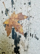 8th Nov 2021 - A wet leaf